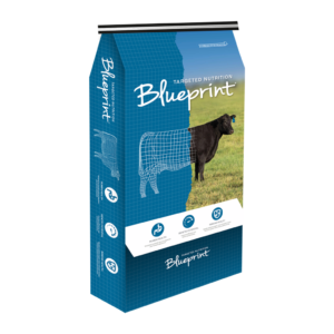 Blueprint Cow Calf 5